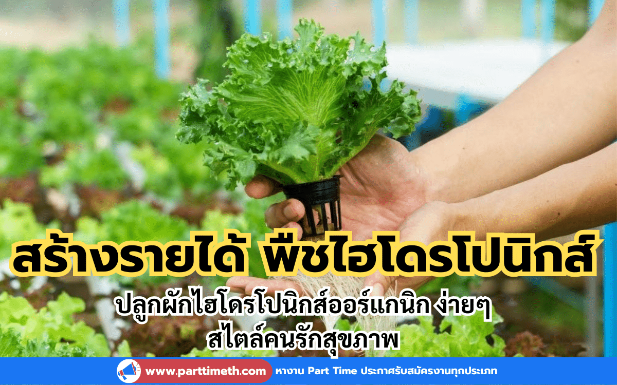 ปลูกผักไฮโดรโปนิกส์ออร์แกนิกง่ายๆ สไตล์คนรักสุขภาพพร้อมสร้างรายได้