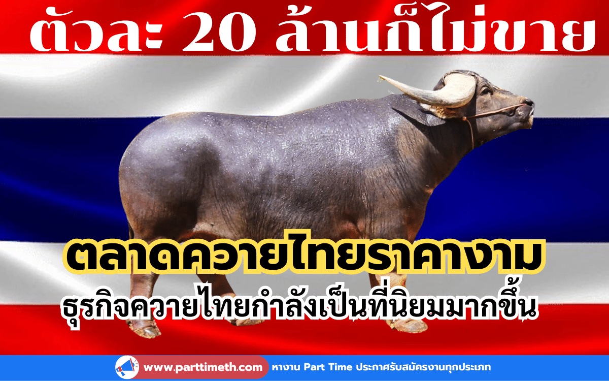 ตลาดควายไทยราคางาม ธุรกิจควายไทยกำลังเป็นที่นิยมมากขึ้น