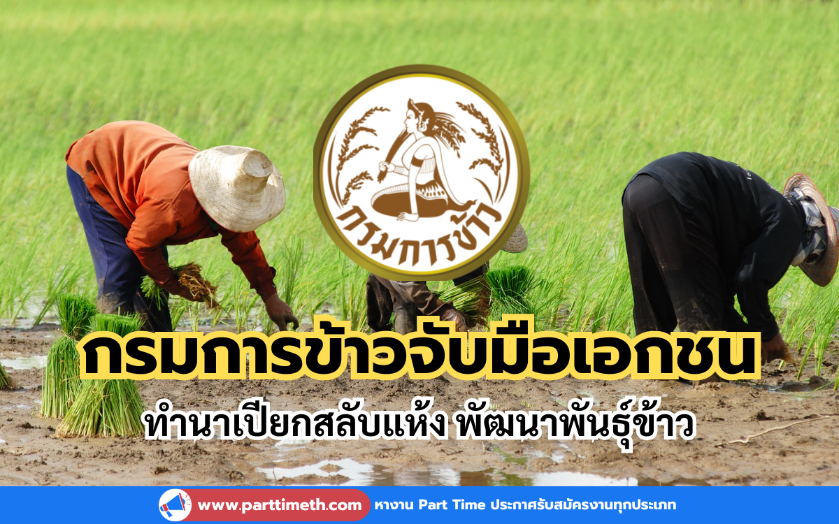 กรมการข้าวจับมือเอกชน ทำนาเปียกสลับแห้ง พัฒนาพันธุ์ข้าว